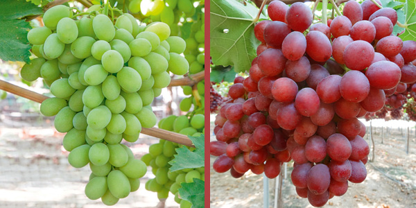 «Uva, Allison e Sugar Crisp battono Crimson e Regal» 